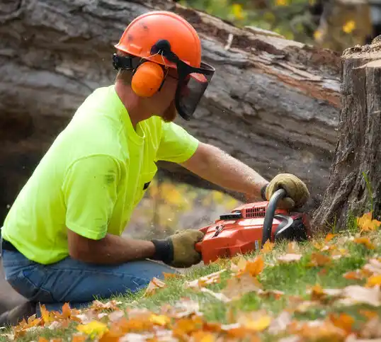 tree services Laguna